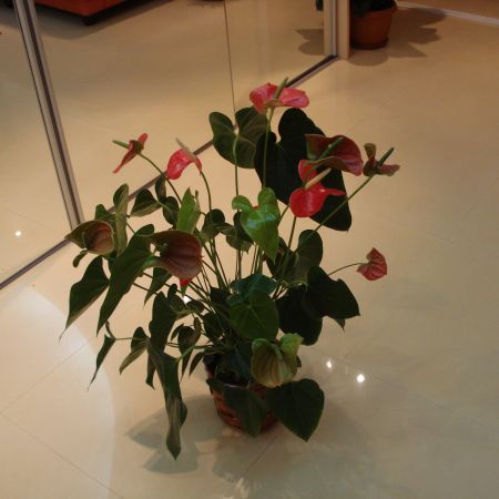 Anthurium